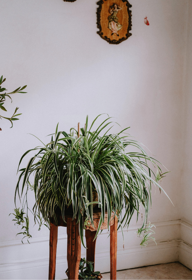 Spider Plant (Chlorophytum comosum)